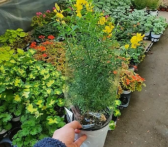 애니시다 노랑꽃인기식물 인기반려식물 1