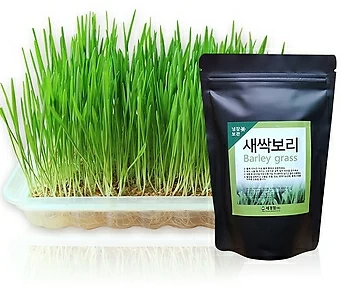 세경팜 새싹보리씨앗키우기 수경재배기세트 대 국내산 1