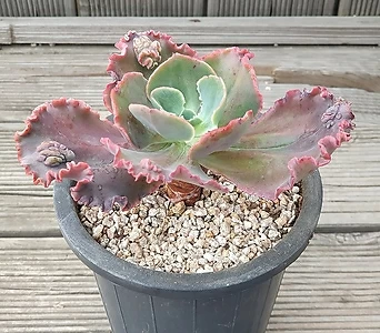 echeveria party dress Party Dress ' '