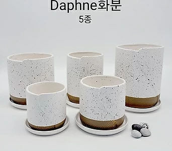Daphne소품화분 5종 1