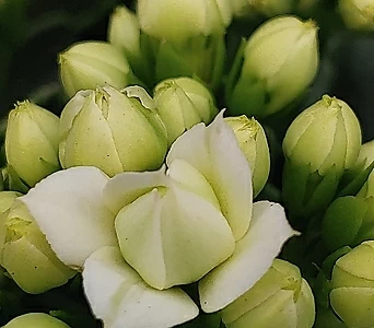 Kalanchoe blossfeldiana ‘Calandiva’  1