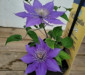 Lilac clematis  1