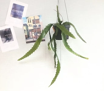 립살리스 뉴쇼우 행잉플랜트 에어플랜트 희귀식물 1