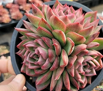 Echeveria Floriditi群生ㅡ수형도이쁘고색감도粉色빛으로물들어하게자리잡은아이입니다  1