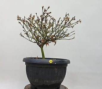 청이단풍나무(동일품배송34) 1