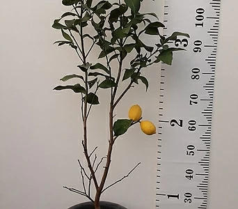 레몬나무  1