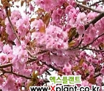 겹벚꽃나무묘목 20주 접목 특묘 1