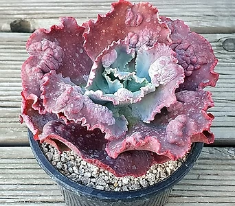 echeveria party dress Echeveria Party Dress -11 Succulents