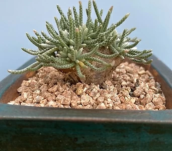 Avonia quinaria ssp Alstonii  1
