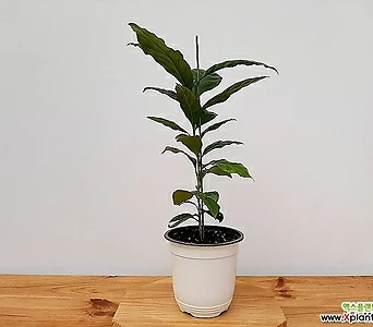 쿠바크리스탈마운틴커피나무 품종이확실한커피나무 1