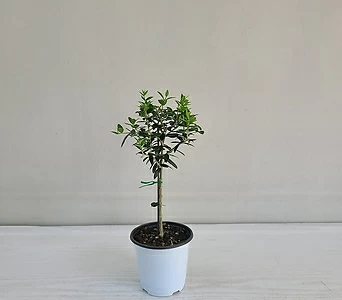 올리브나무 공기정화식물 반려식물 1