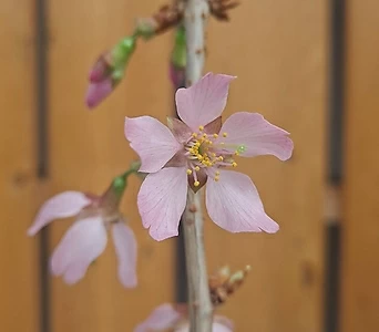오까메벗나무 노지월동 소품분제 봄꽃 식물정원 식물인테리어 1