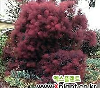 유럽 자엽안개나무 로얄퍼플 9cm  안개나무  안개꽃  조경수  이쁜꽃   꽃보러가자 1