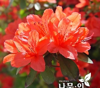 영산홍철쭉 빨간색철쭉나무 키40cm 1