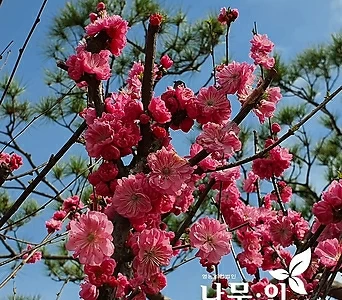 분홍옥매화나무 풀또기 개화주 1