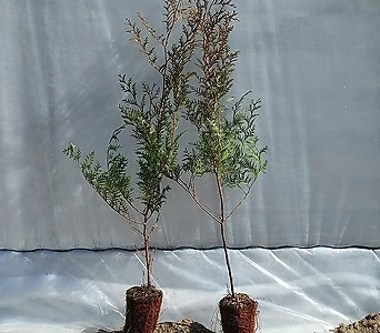 편백나무 (키1m) (1주)/울타리나무/생울타리/피톤치드 1