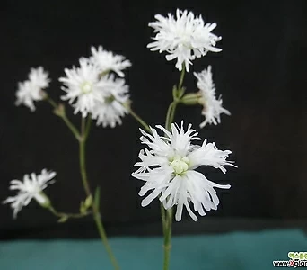 깃털장구채(흰꽃)-대품(15센티포트) 1
