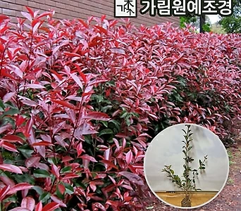 홍가시나무 레드로빈 핑크마블 가림원예조경 1