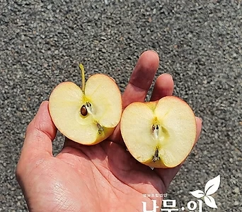 알프스오토메 사과나무 결실주 분뜨기 1