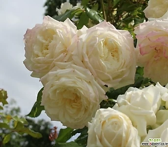 독일장미.알래스카.old rose 향기.예쁜 화이트,흰색.(꽃형 예뻐요).꽃8-10cm.넝쿨장미.월동가능. 1