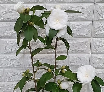 백동백나무 - 흰동백 겹꽃88 1