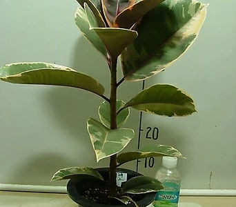 루비고무나무2번-최고인기고무나무-동일품배송 1