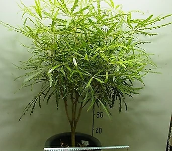 아라리아 1번-실내최고인기식물-동일품배송 1