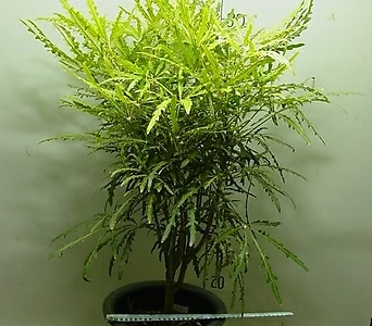 아라리아 2번-실내최고인기식물-동일품배송 1