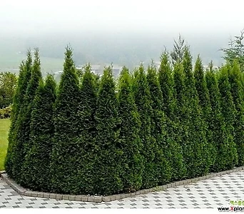 에메랄드그린 - 1M 포트묘 ( 유럽침엽수 / 측백나무 /조경수 / 묘목 ) 1