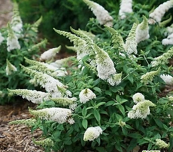 붓들레아_ 로켓스타 스노우  PW 21cm 포트  썸머라일락 관상수 조경수묘목 흰색꽃 - 꽃보러가자 1