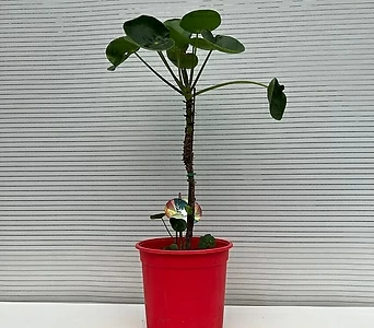 동글동글 귀여운 잎 필레아페페 대품 돈나무 1