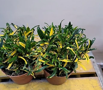 Codiaeum variegatum  1
