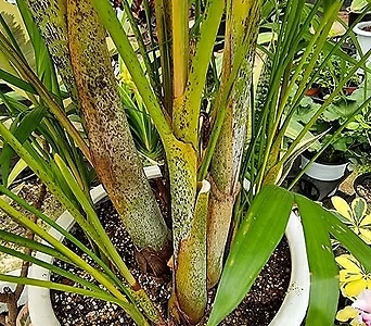 대나무아레카야자-목대굵은것초미세먼지1급공기정화식물 1
