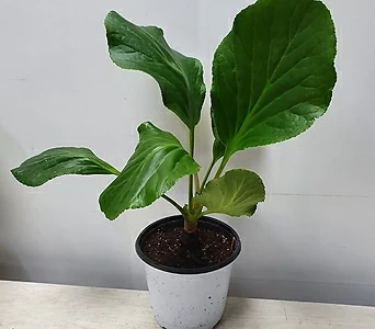 Bergenia Cordifolia / 1