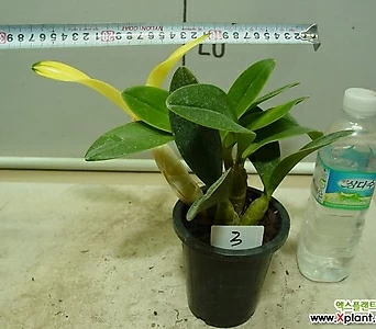 Dendrobium speciosum 3- - 1