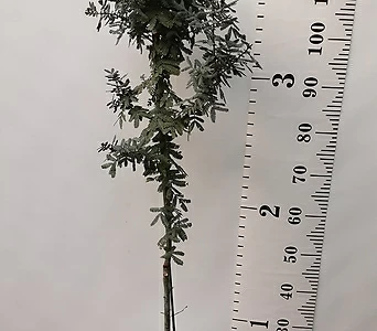 Acacia baileyana purpurea  1