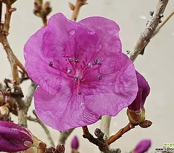 Rhododendron mucronulatum -   , 1