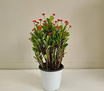 꽃기린 빨강 공기정화식물 반려식물 온누리꽃농원 1