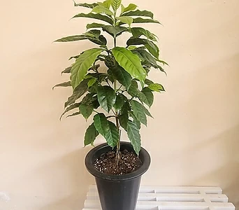 커피나무(중형) 아라비카 키우기쉬운식물 열매 키우기 1
