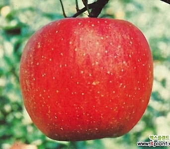 청송꿀사과 묘목/미야미 미야비 애플 왜성/청송 꿀사과/사과나무 사과 나무 1