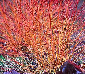 미드윈터파이어 - 말채나무 18cm 포트묘 ( 말채나무 / 겨울소재 / 묘목 / 정원수 ) 1