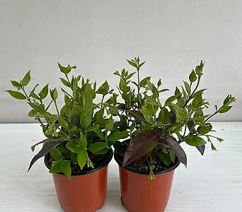 백화등 2개묶음 공기정화식물 반려식물 온누리꽃농원 1