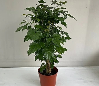 녹보수 대박나무 공기정화식물 반려식물 온누리꽃농원 1