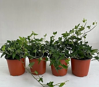 아이비 4개묶음 공기정화식물 반려식물 온누리꽃농원 1