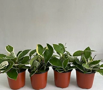 호야 4개묶음 공기정화식물 반려식물 온누리꽃농원 1