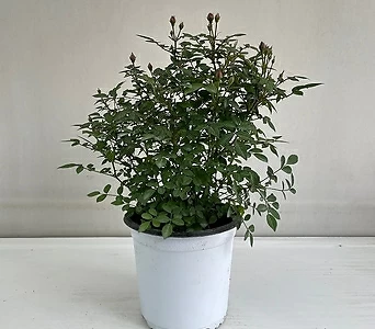 찔레나무 공기정화식물 반려식물 온누리꽃농원 1