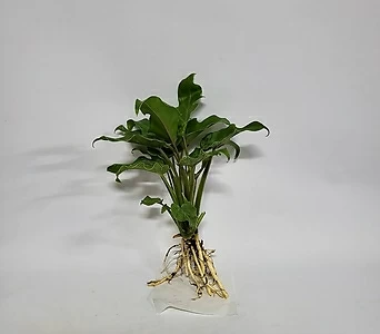 수경식물 프렌즈 작은잎 제나두셀렘(M4) 2022 새상품 1
