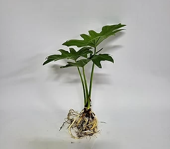 수경식물 프렌즈 큰잎 호프셀렘(M4) 2022 새상품 1