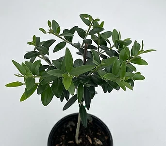 토피어리 올리브나무 1