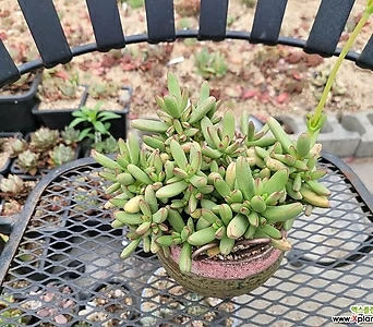 Crassula nudicaulis Korean Succulents  1